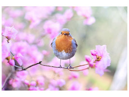 canvas-print-spring-bird