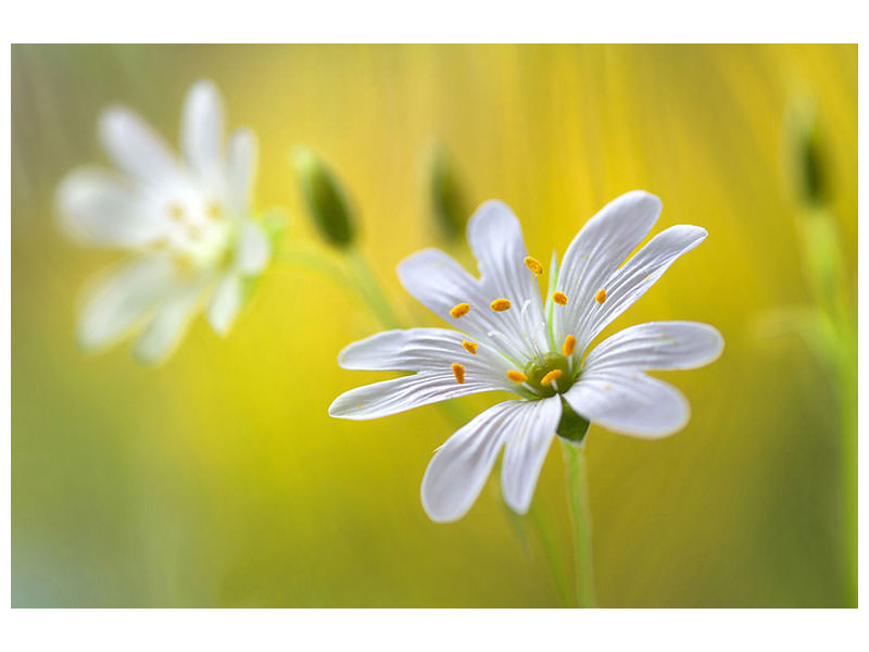 canvas-print-stitchwort-ii