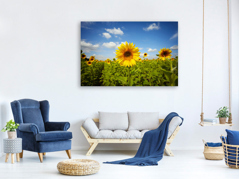 canvas-print-summer-sunflowers