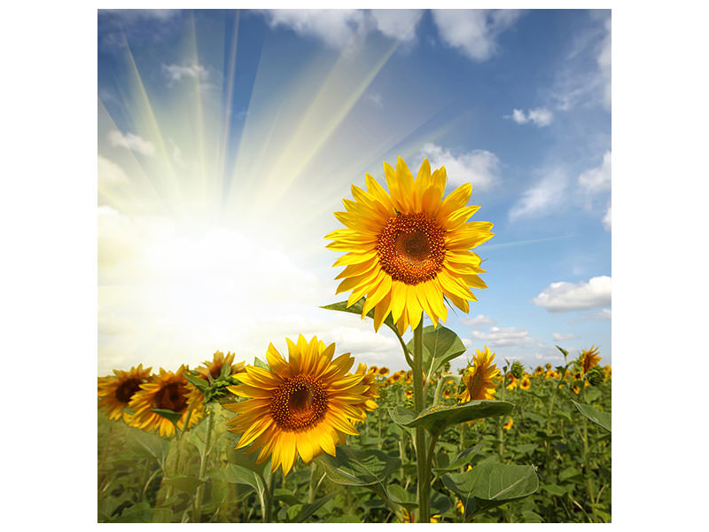 canvas-print-sunflower-in-sunlight