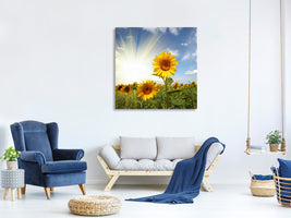 canvas-print-sunflower-in-sunlight