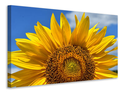 canvas-print-sunflower-in-xxl
