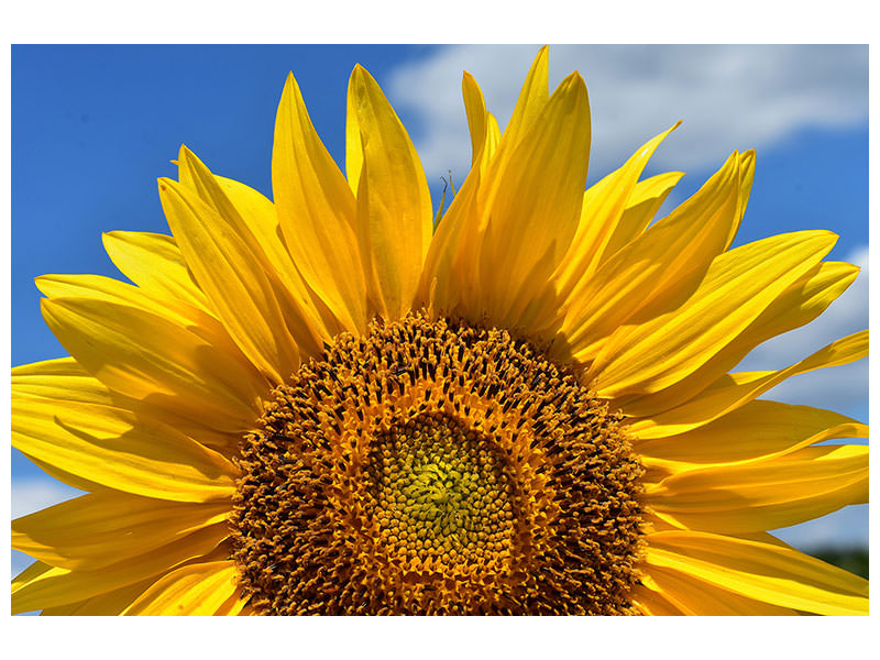 canvas-print-sunflower-in-xxl