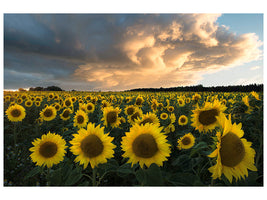 canvas-print-sunflowers-in-sweden