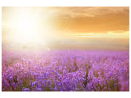 canvas-print-sunset-in-lavender-field