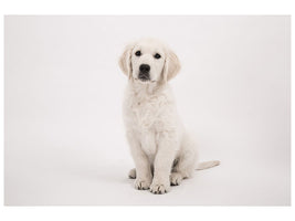 canvas-print-sweet-golden-retriever-puppy