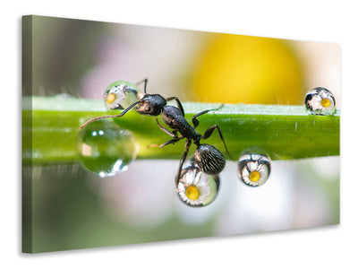canvas-print-the-ant-between-the-drops
