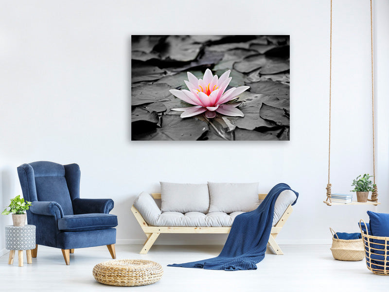 canvas-print-the-art-of-water-lily