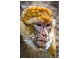 canvas-print-the-barbary-macaque