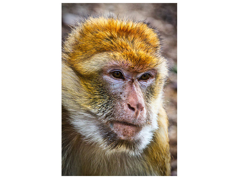 canvas-print-the-barbary-macaque