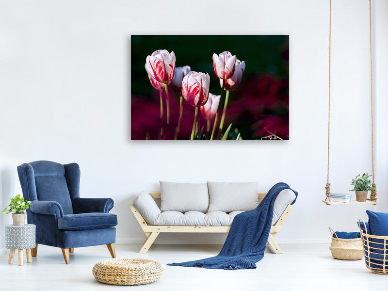 canvas-print-the-beauty-of-the-tulips