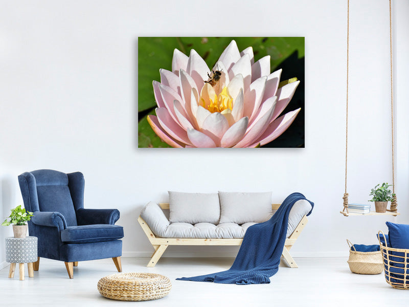 canvas-print-the-bee-on-the-water-lily