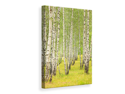 canvas-print-the-birch-forest-in-late-summer