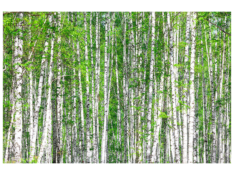 canvas-print-the-birch-forest