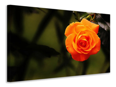 canvas-print-the-blossom-of-the-rose