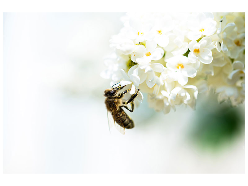 canvas-print-the-bumblebee-and-the-flower