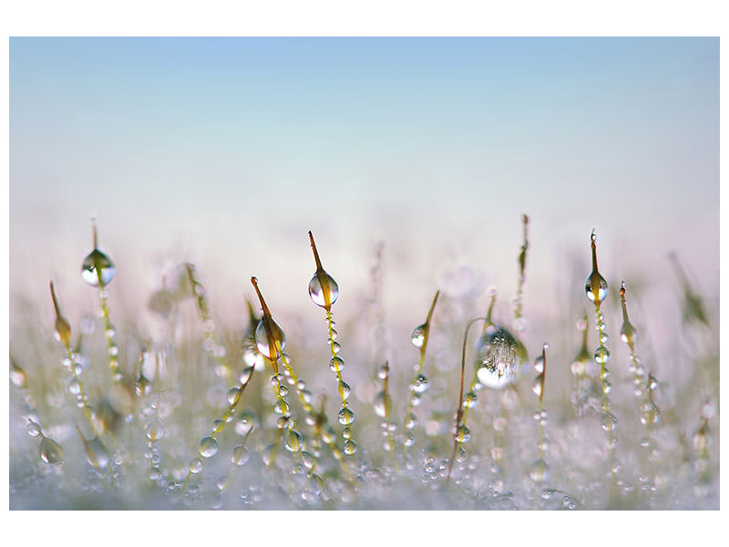 canvas-print-the-dew-drops