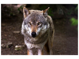 canvas-print-the-evil-wolf