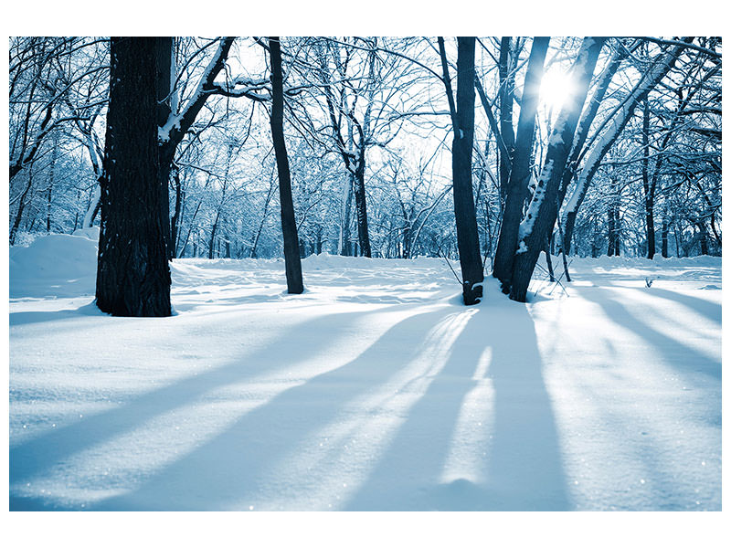 canvas-print-the-forest-without-tracks-in-the-snow