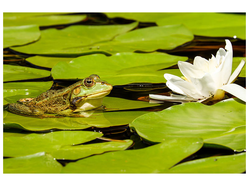 canvas-print-the-frog-and-the-water-lily
