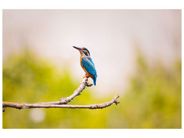 canvas-print-the-kingfisher