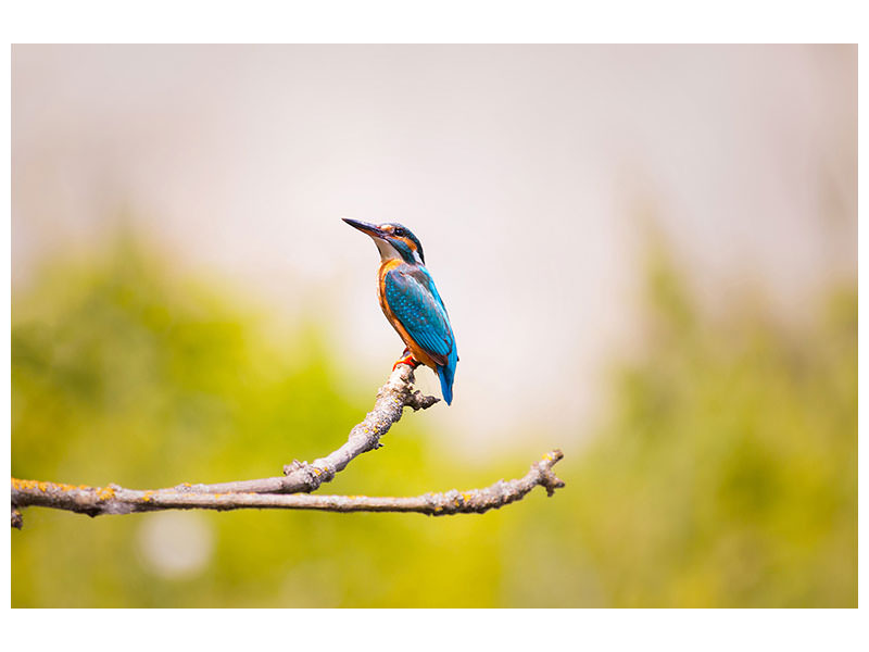 canvas-print-the-kingfisher