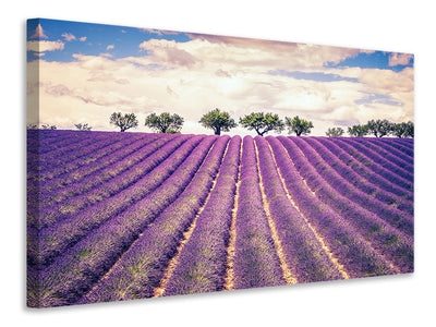canvas-print-the-lavender-field-ii