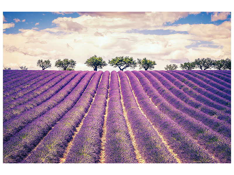 canvas-print-the-lavender-field-ii