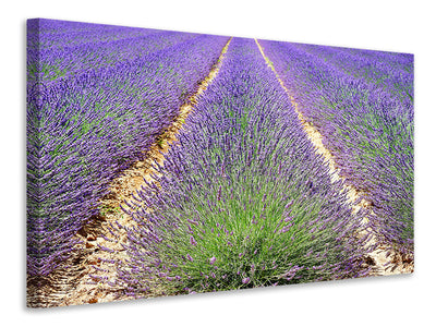 canvas-print-the-lavender-field