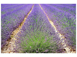 canvas-print-the-lavender-field