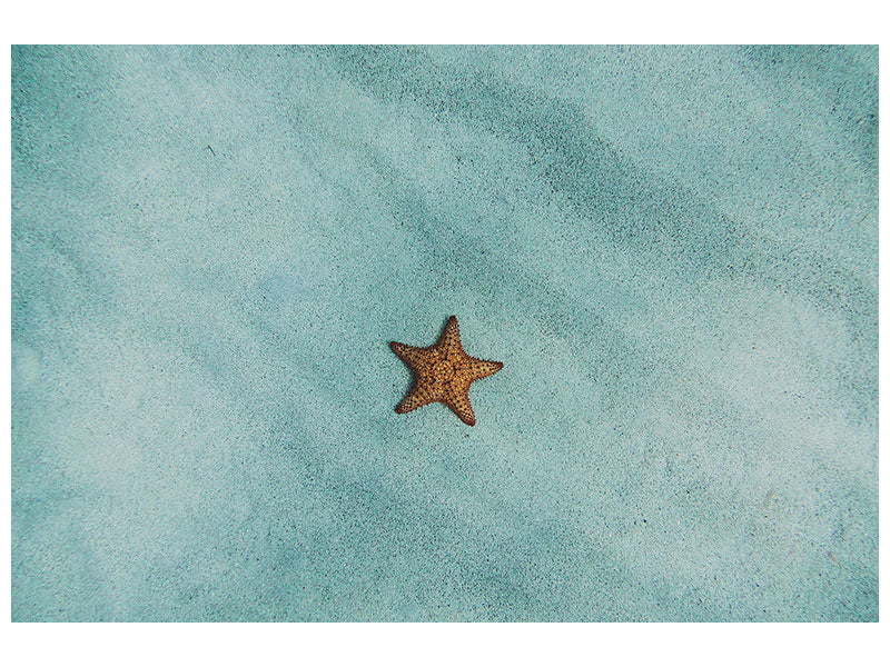 canvas-print-the-little-starfish