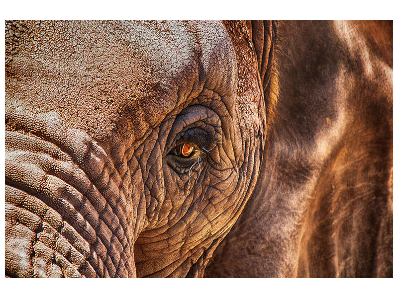 canvas-print-the-look-of-the-elephant