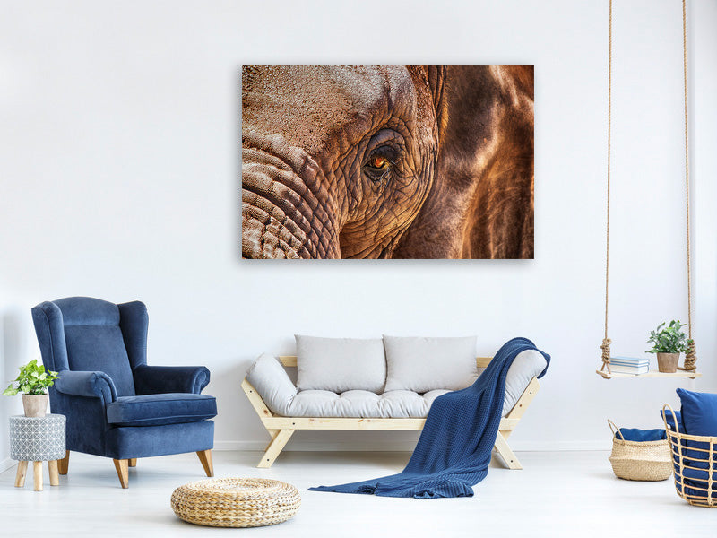 canvas-print-the-look-of-the-elephant