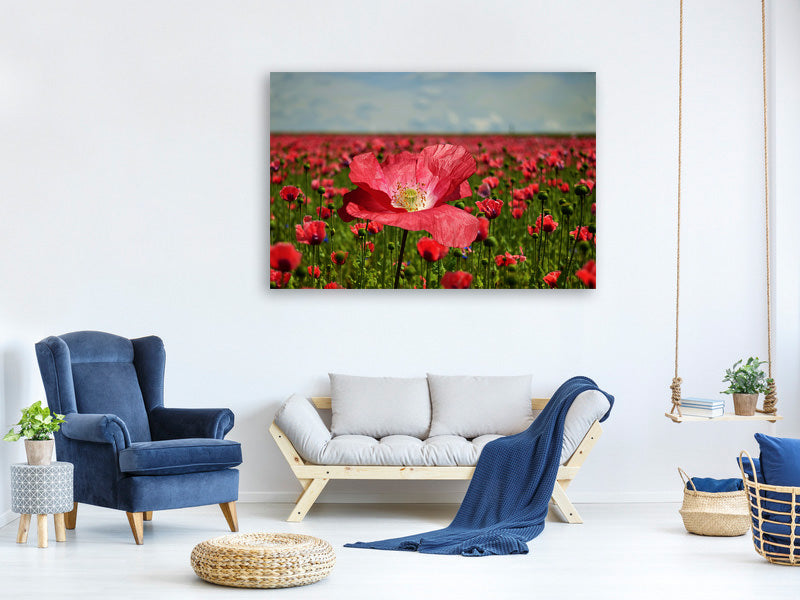 canvas-print-the-lush-poppy-field