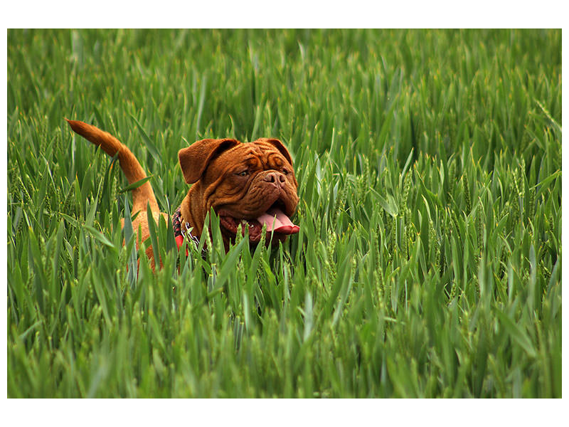 canvas-print-the-mastiff-in-the-grass