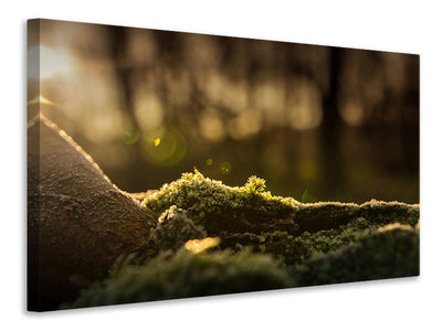 canvas-print-the-moss