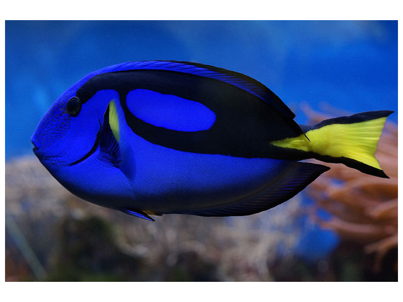 canvas-print-the-pallet-doctorfish