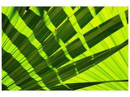 canvas-print-the-palm-leaf-in-xl