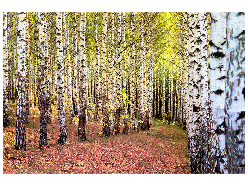 canvas-print-the-path-between-birches