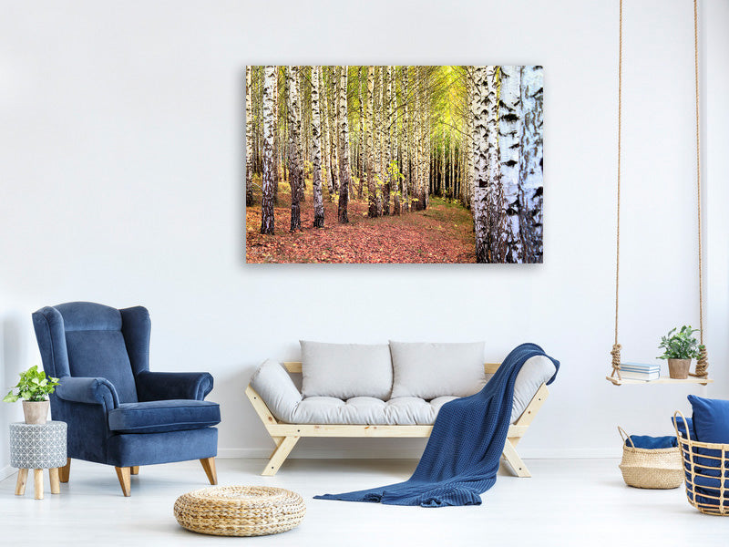 canvas-print-the-path-between-birches