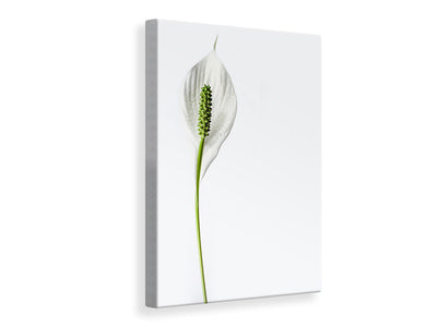 canvas-print-the-peace-lily