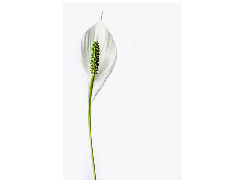 canvas-print-the-peace-lily