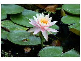 canvas-print-the-proud-water-lily