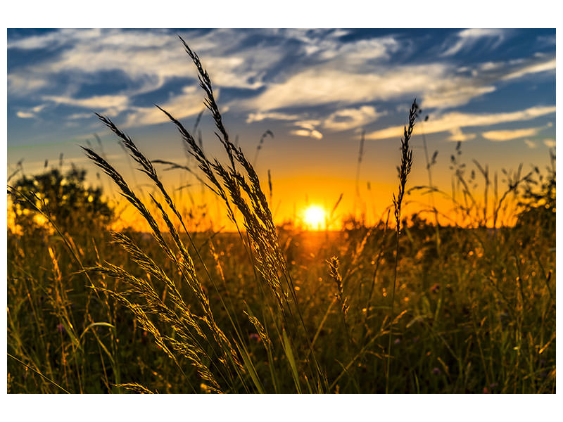 canvas-print-the-sunset-on-the-field