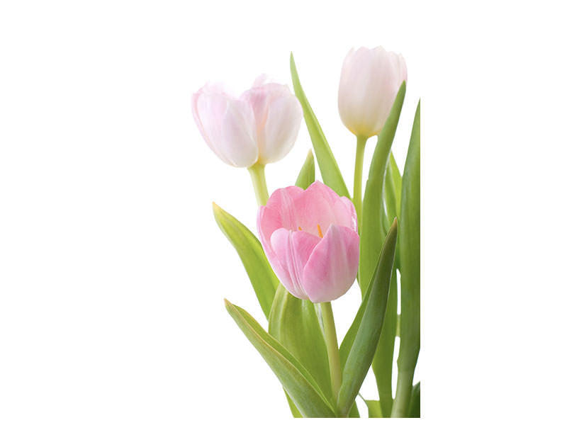 canvas-print-the-tulips-trio