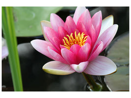 canvas-print-the-water-lily-in-pink