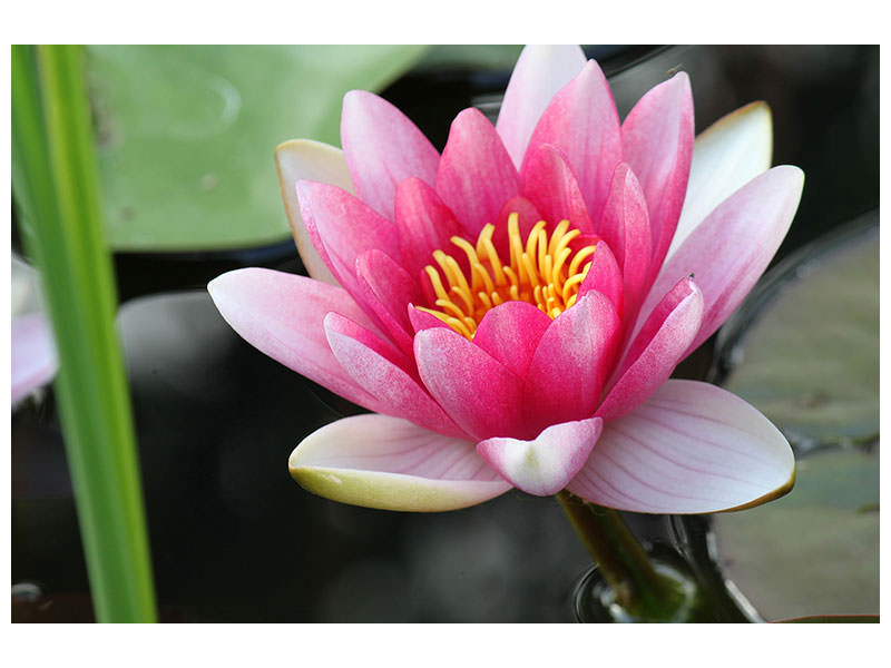 canvas-print-the-water-lily-in-pink