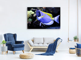 canvas-print-the-weisskehl-doctorfish-fish