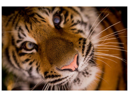 canvas-print-tiger-face