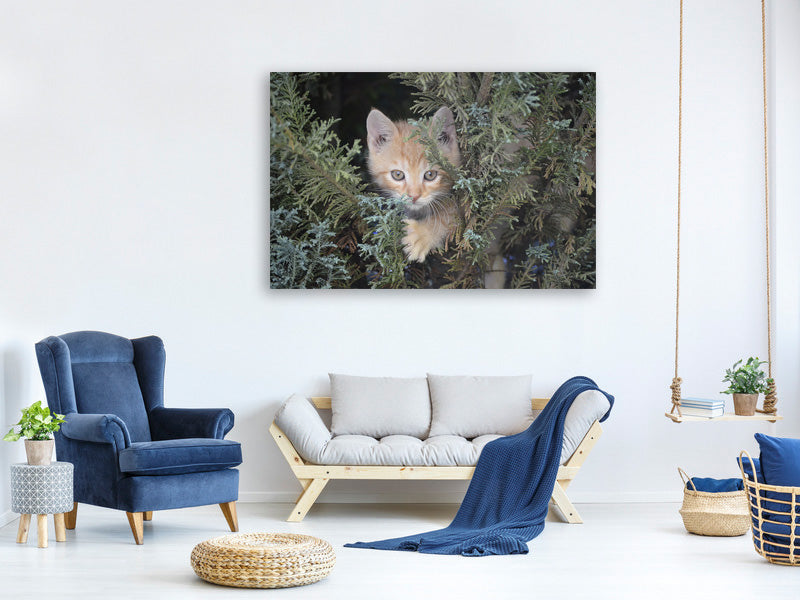canvas-print-tiger-kitten